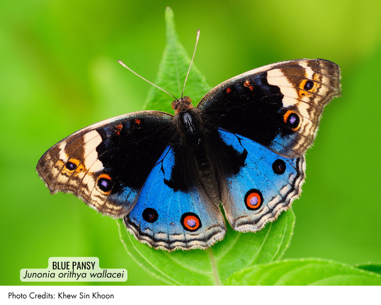 Blue Pansy (Junonia orithya wallacei)